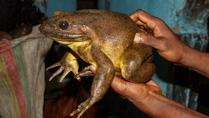 Villagers In Agona Nkwanta Are Fighting Over Frogs With Chinese Galamsayers