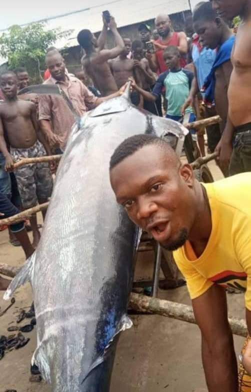 Man caught the world most expensive fish worth $2.6 million and ate it with his village without knowing -Photos