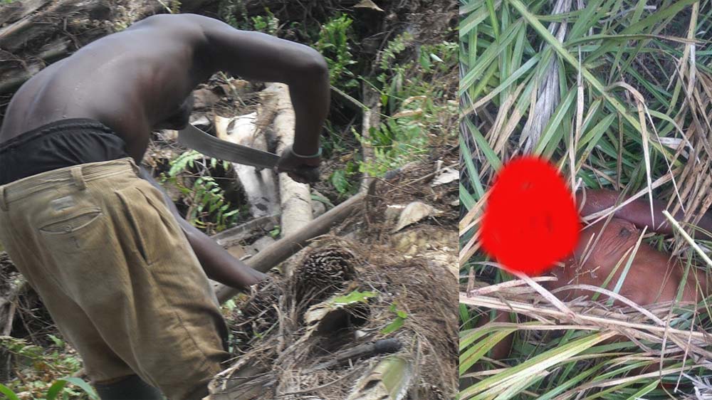 Sad: Missing Palm Wine Tapper Found With His Head Cut Off In The Central Region