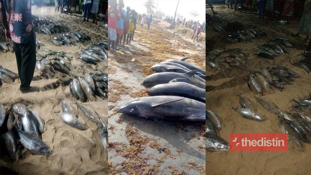 Breaking: Over 60 'dolphins' And Fishes Wash Ashore Dead In Axim, Osu And Keta (Photos)